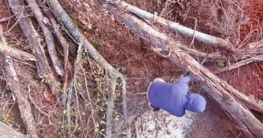 Professional Tree Removal Services